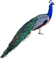 pavo real - 免费PNG