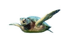 kilpikonna, turtle - png gratuito