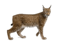 Lynx - png ฟรี