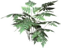 fougère plante - PNG gratuit