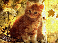 MMarcia gif gato fundo - Δωρεάν κινούμενο GIF