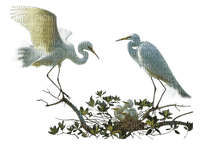 minou-birds-uccelli-fåglar - 免费PNG