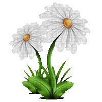 Blume, fleur, flower Margariten - Gratis animeret GIF