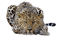 leopard milla1959 - 免费PNG