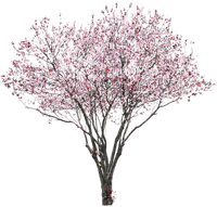 Cherry blossom.Tree.Arbre.Victoriabea