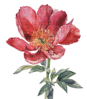 kikkapink watercolor flower - gratis png