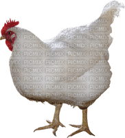 Kaz_Creations Chicken - gratis png