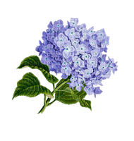 Fleurs.Flowers.Hortensias.Victoriabea - PNG gratuit