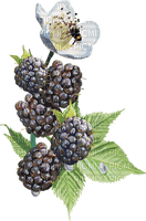 Fruit. Blackberry. Leila - png gratis