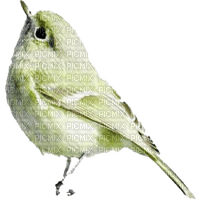 deco bird - besplatni png