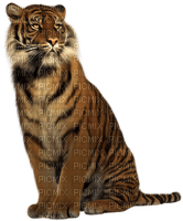 tiger felin 🐯🐯tigre - PNG gratuit