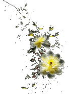 цветы - GIF เคลื่อนไหวฟรี