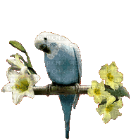 birds budgerigar bp - Gratis animeret GIF