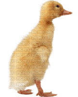 Kaz_Creations Easter Deco Chick - 免费PNG