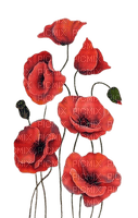 red poppies - besplatni png