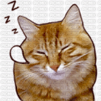 cat - GIF animate gratis