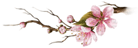 blooms - 免费PNG