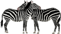 Afrikka, Africa, zebra, seepra - Free PNG