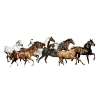 Chevaux - 免费PNG