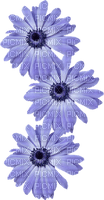 minou-flower-blommor-blomma - PNG gratuit