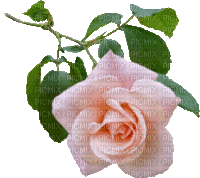 Trandafir 11 - GIF animé gratuit