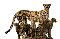 aze leopard marron Brown - фрее пнг