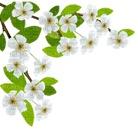 blossom white flowers deco - png gratis