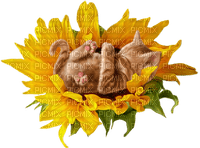 Cat Chat Sunflower - Free PNG