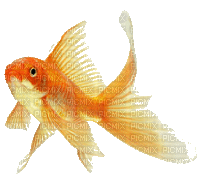 gold fish - Gratis animeret GIF