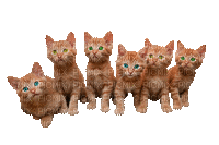 Kaz_Creations Animated Cats Kittens - Besplatni animirani GIF