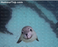 phoque - Darmowy animowany GIF