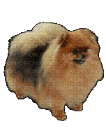 Pomeranian - GIF animé gratuit