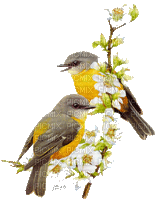 BIRD.Oiseau.Victoriabea - Besplatni animirani GIF