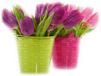 patymirabelle tulipes - gratis png