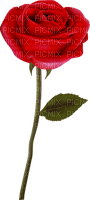 fleur - ücretsiz png
