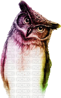 Owl - Nemokamas animacinis gif