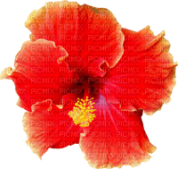 Flower.Red.Yellow - 免费PNG