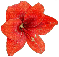 Red.Flower.Fleur.Tropical.Victoriabea - ücretsiz png