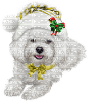 loly33 chien noël - Free PNG