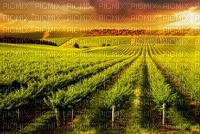 fond vineyard bp - PNG gratuit