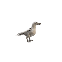 albatross - 免费PNG