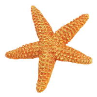 starfish - kostenlos png