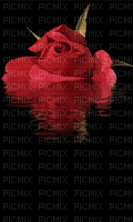 وردة حمراء - Gratis geanimeerde GIF