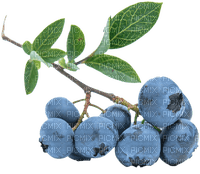 blueberries bp - фрее пнг