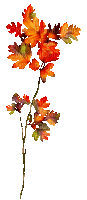 Branch.Leaves.Orange.Red.Animated - KittyKatLuv65 - GIF animé gratuit