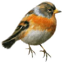 Kaz_Creations Birds Bird - 無料png