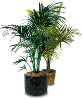 Plants.palm.pot.deco.Victoriabea - Free PNG