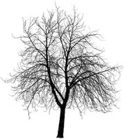albero - besplatni png
