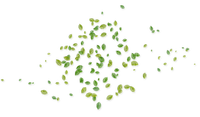 minou-deco-green-leaves-effect - PNG gratuit