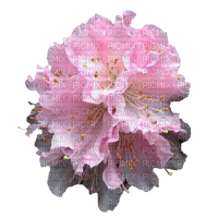 Rhododendron - ingyenes png